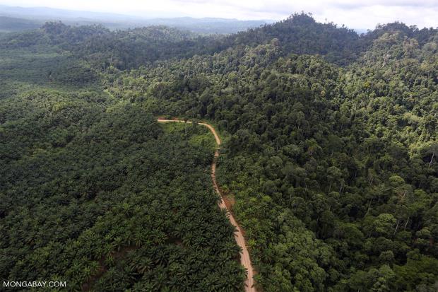 Rainforest in Mount Leuser Natio<em></em>nal Park, Sumatra